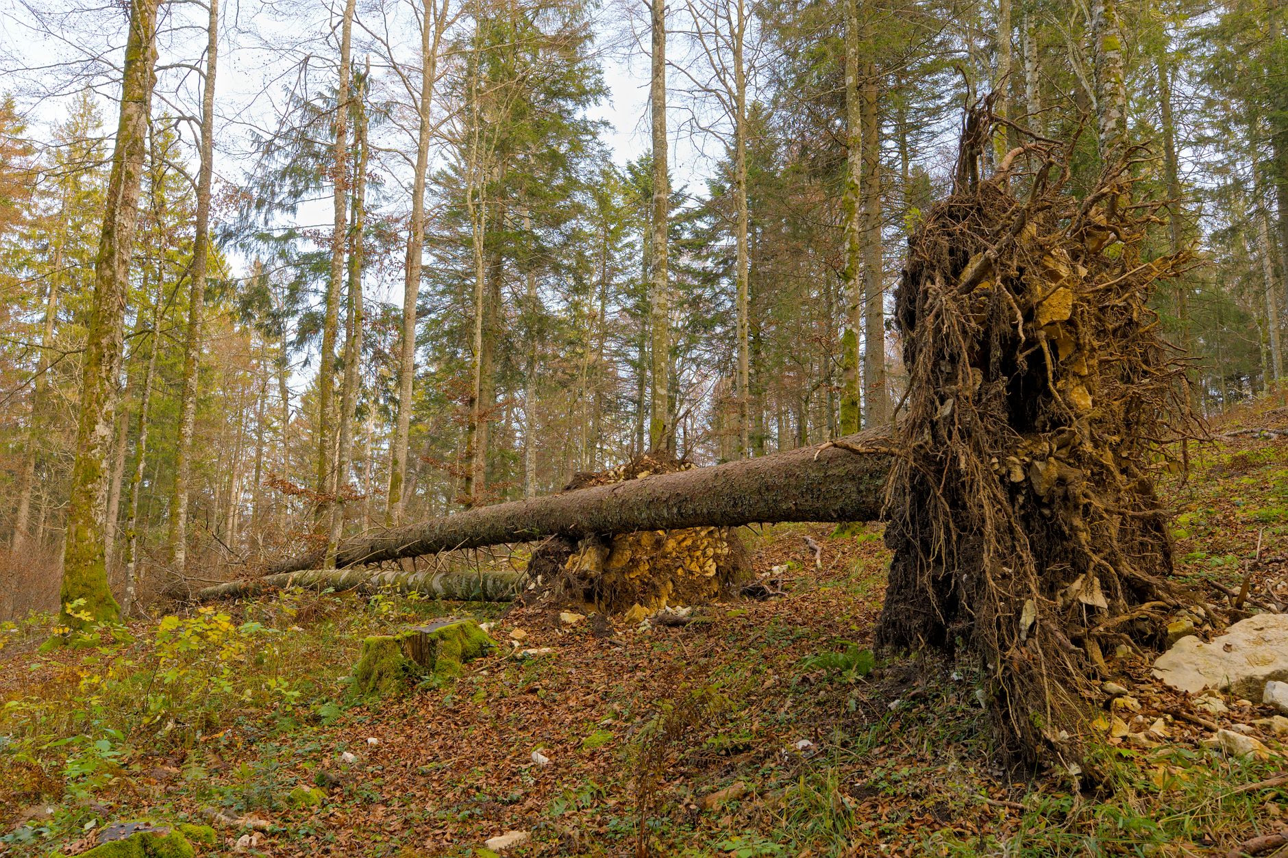 Enlèvement arbre urgence à Ermont